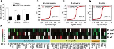 A Rapid Evolving microRNA Cluster Rewires Its Target Regulatory Networks in Drosophila